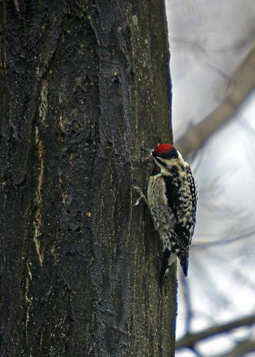 Yellow Bellied Sapcuker (my turn)-yb-sapsucker.jpg