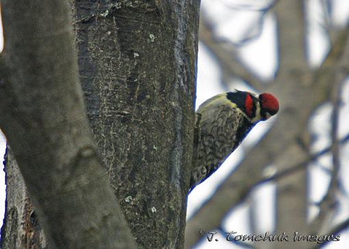 Yellow Bellied Sapcuker (my turn)-peek-boo.jpg