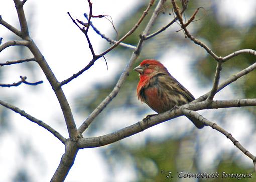 Just a house finch... but isn't he cute?-house-finch-01.jpg