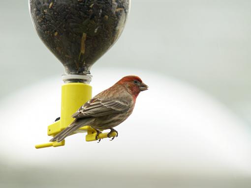 Just a house finch... but isn't he cute?-house-finch-03.jpg