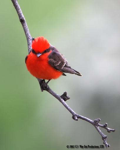 Vermillion Flycatcher-vermillion_flycatcher_640.jpg