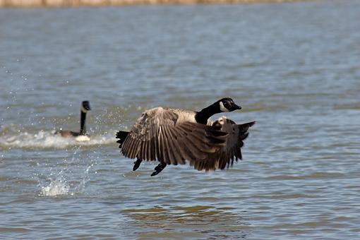 70-300mm Field Test-_mg_3530.jpg