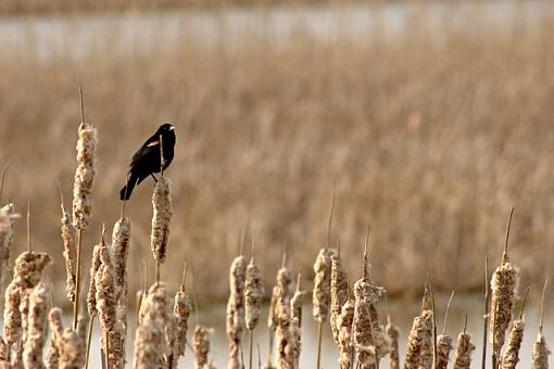 70-300mm Field Test-_mg_3658.jpg