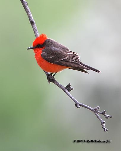 Vermillion Flycatcher-vermillion_2.jpg