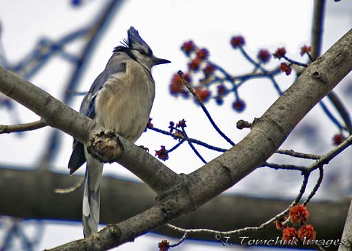 afternoon of bliss-blue-jay-09.jpg