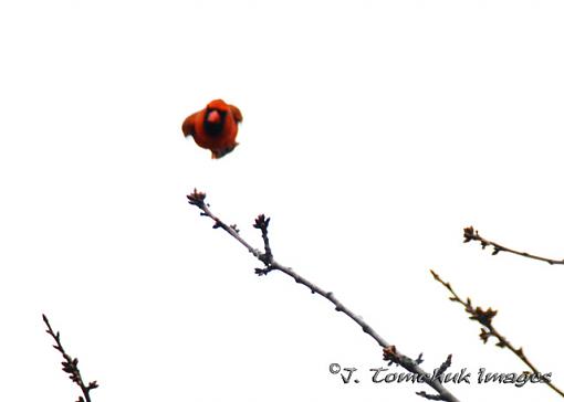 afternoon of bliss-cardinal-flight.jpg