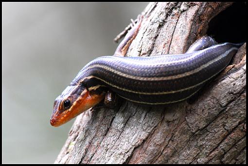 Southeastern Five Lined Skink-skink.jpg