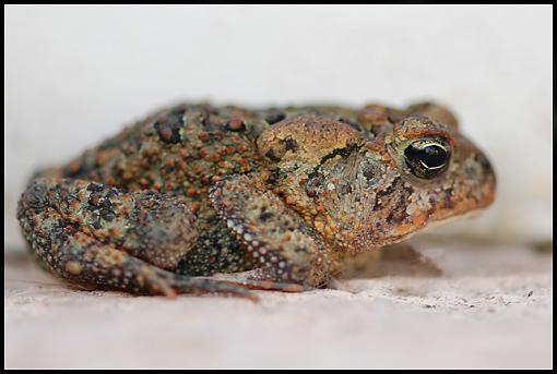 Daddy, come here with your camera!-toad2.jpg