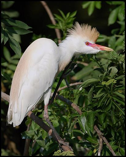 Early Spring 07 Bird ID Thread-ce.jpg