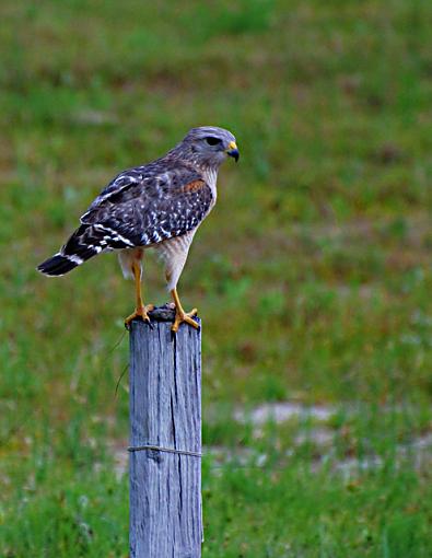 This and that-red-shouldered-hawk-web.jpg