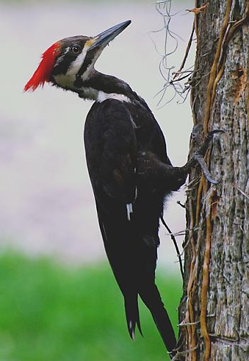 This and that-pileated-web.jpg