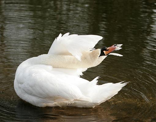 My time with the Swans.-forum-swan-feathers.jpg