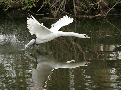 My time with the Swans.-forum-swan-1.jpg