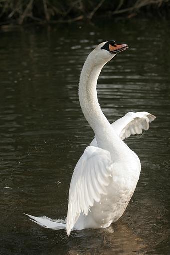 My time with the Swans.-forum-swan-dance-.jpg