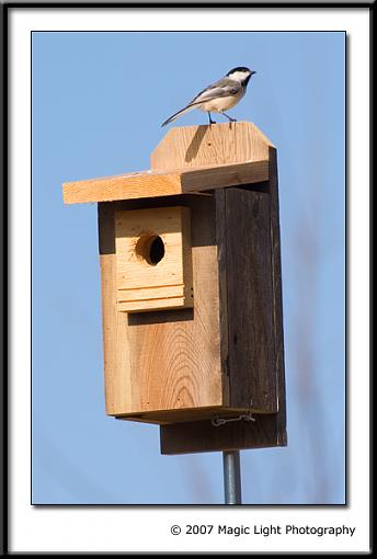 Black-capped Chickadee-crw_2736.jpg