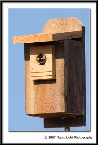 Black-capped Chickadee-crw_2738.jpg