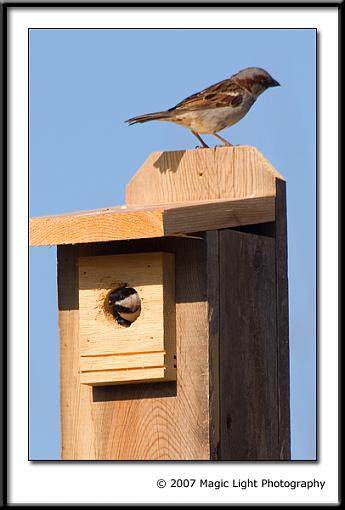 Black-capped Chickadee-crw_2749.jpg