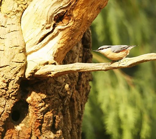 The Nuthatch &amp; Greenwoodpecker-forum-nuthatch.jpg