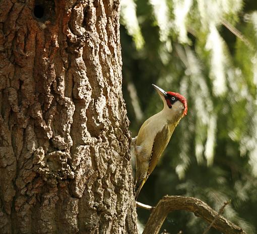 The Nuthatch &amp; Greenwoodpecker-forum-woodpecker.jpg