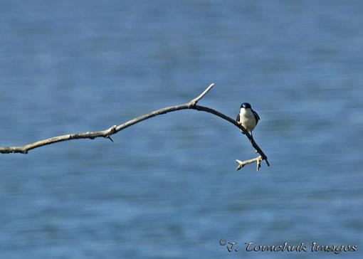 Beautiful Sunday afternoon.-tree-swallow-01.jpg