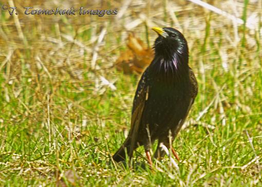 Beautiful Sunday afternoon.-starling-male-01.jpg