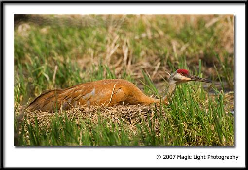 Sandhill Crane Reshoot-crane-flat.jpg