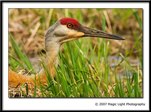 Sandhill Crane Reshoot-crw_2946a.jpg