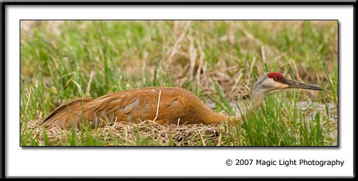 Sandhill Crane Reshoot-crw_3005.jpg