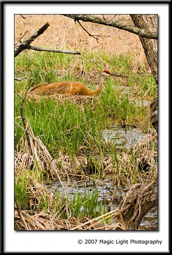 Sandhill Crane Reshoot-crw_3033.jpg