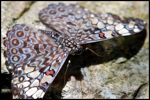 Blue Cracker-blue_cracker.jpg