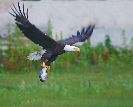 nice catch!!!-eagle-fishweb.jpg