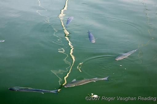 Follow the leader?-_mg_0472-640.jpg