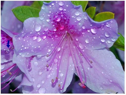 Gathering Raindrops-gathering-raindrops.jpg