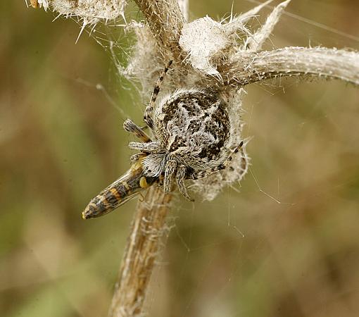 Itsy Bitsy Spider + Dinner!-forum-spider-5.jpg