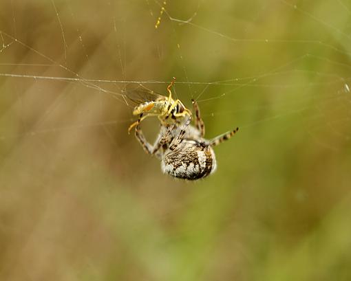 Itsy Bitsy Spider + Dinner!-forum-spider-2.jpg