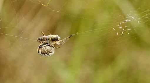 Itsy Bitsy Spider + Dinner!-forum-spider-3.jpg