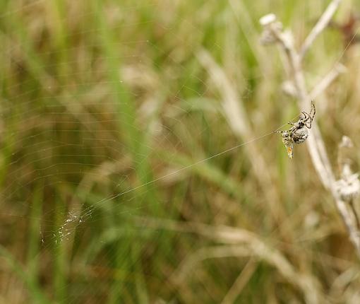 Itsy Bitsy Spider + Dinner!-forum-spider-4.jpg