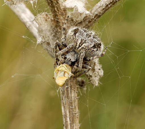 Itsy Bitsy Spider + Dinner!-forum-spider-1.jpg