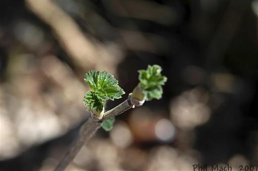 The Bokeh Challenge Thread-platn-leaf-budding-boken-small-.jpg