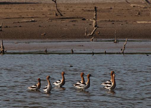 Merritt Island Wildlife Refuge-merritt-island-american-avocet-web.jpg