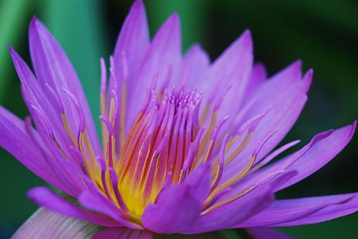 Merritt Island Wildlife Refuge-water-lily-web.jpg