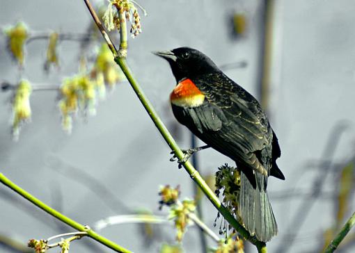 A fun sunny Sunday-red-winged-blackbird-01.jpg