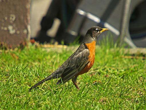 A fun sunny Sunday-robin-06.jpg