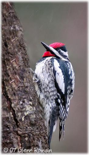 Before and after a little Sapsucker-pic-macule-2.jpg