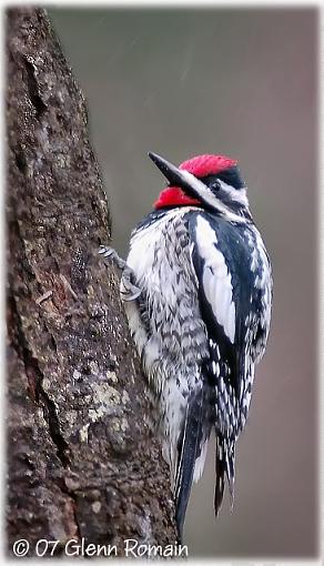Before and after a little Sapsucker-pic-macule-2-edit.jpg