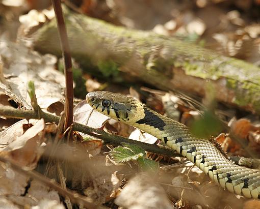 Grass Snake &amp; Slow worm.-forum-grassnake-1.jpg