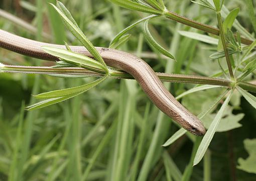 Grass Snake &amp; Slow worm.-forum-worm.jpg