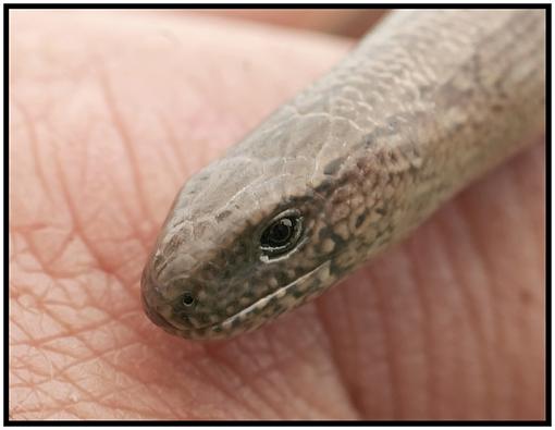 Grass Snake &amp; Slow worm.-forum-worm-3.jpg