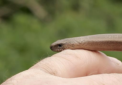 Grass Snake &amp; Slow worm.-email-slowworm-2.jpg