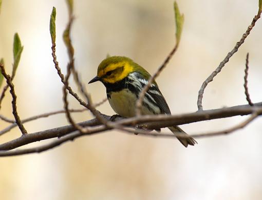Early Spring 07 Bird ID Thread-black-throated-green-warbler.jpg